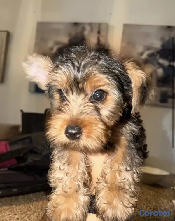 animales y mascotas - Hermosos yorkies en venta  2