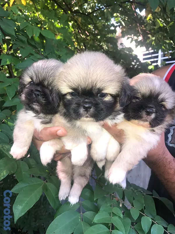 animales y mascotas - Pekines 2