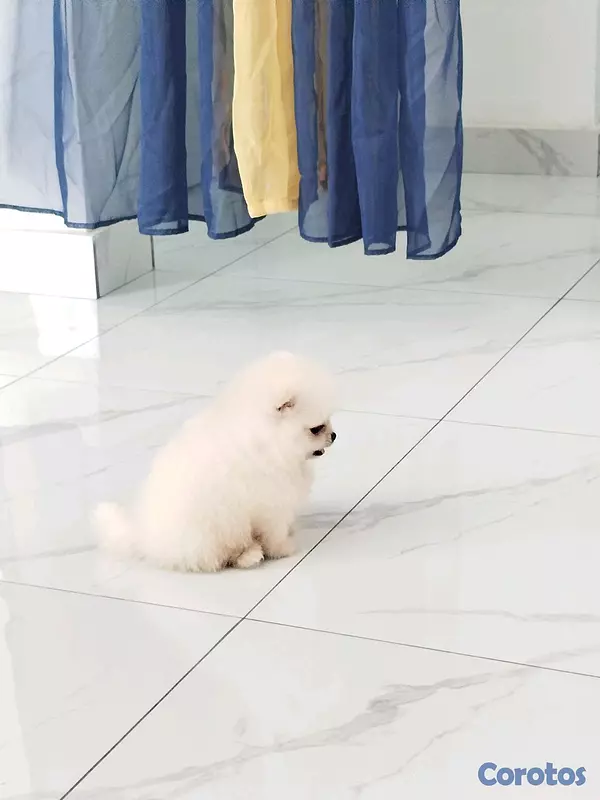 animales y mascotas - hermosos cachorritos pomerania mini toy 2