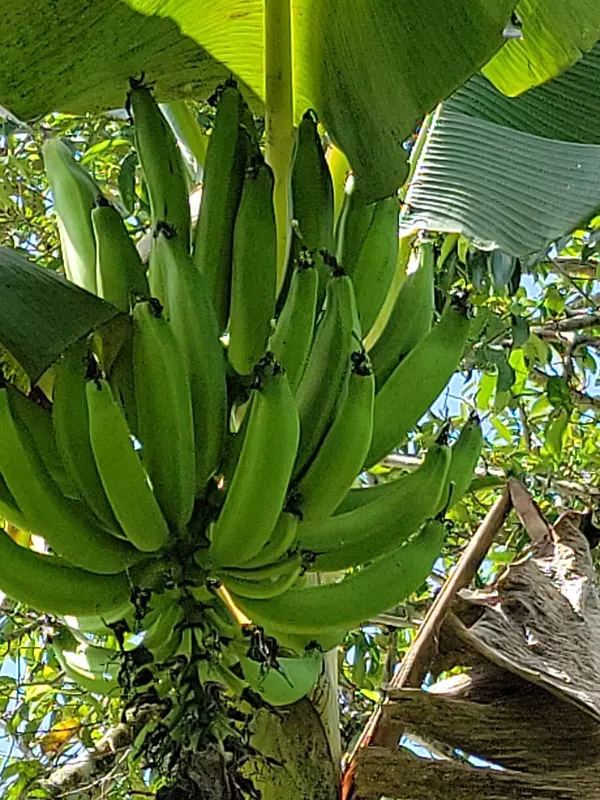 solares y terrenos - hacienda en nagua  6