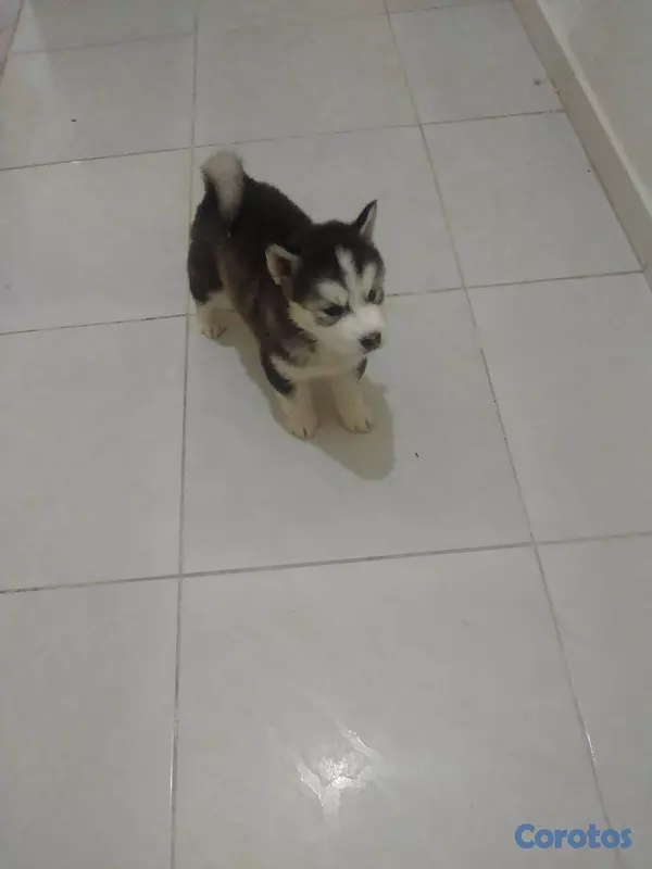 animales y mascotas - cachorros husky siberiano puro!!!! 2