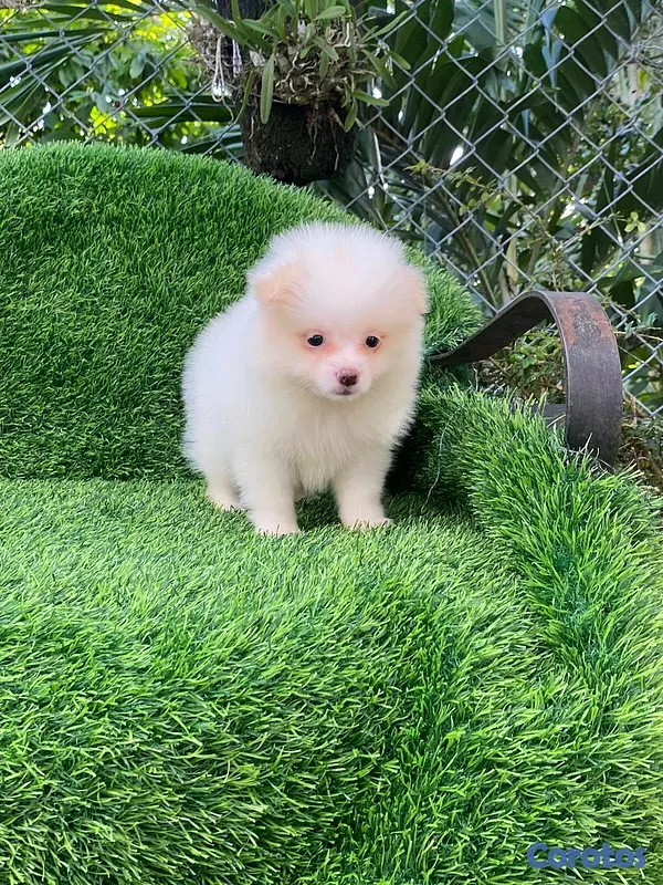 animales y mascotas - Hermosos cachorritos de Pomerania mini  3