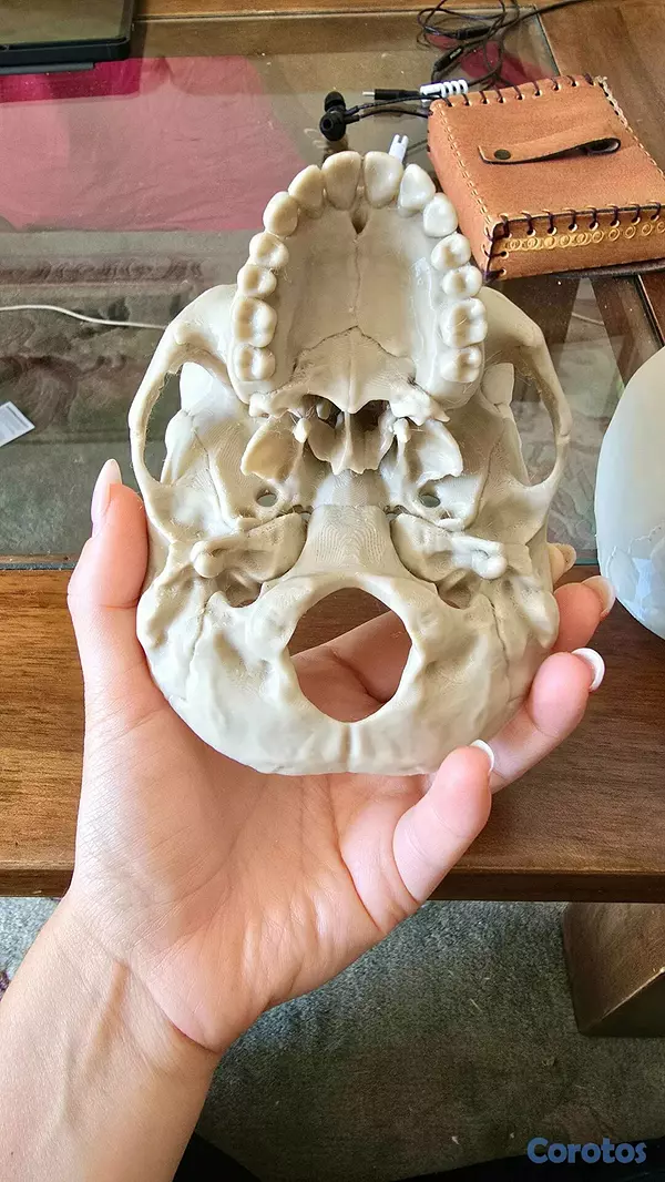 Salud y Equipamiento Médico - Cráneo humano rompecabezas anatómicamente correcto 5