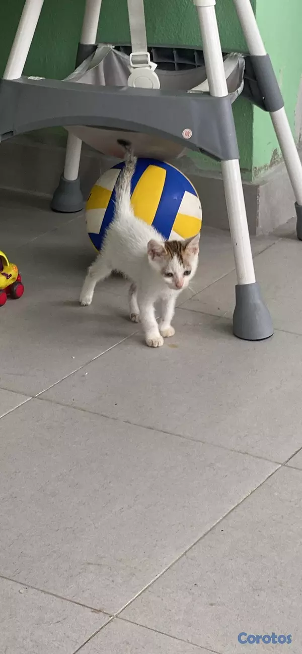 animales y mascotas - Se Regala Gatitos 4