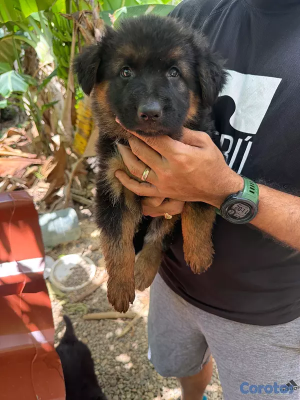 animales y mascotas - Hermoso cachorros Pastor Aleman 5