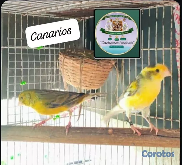 animales y mascotas - Aves papilleras, mansa joven y adultas y acesorios  7