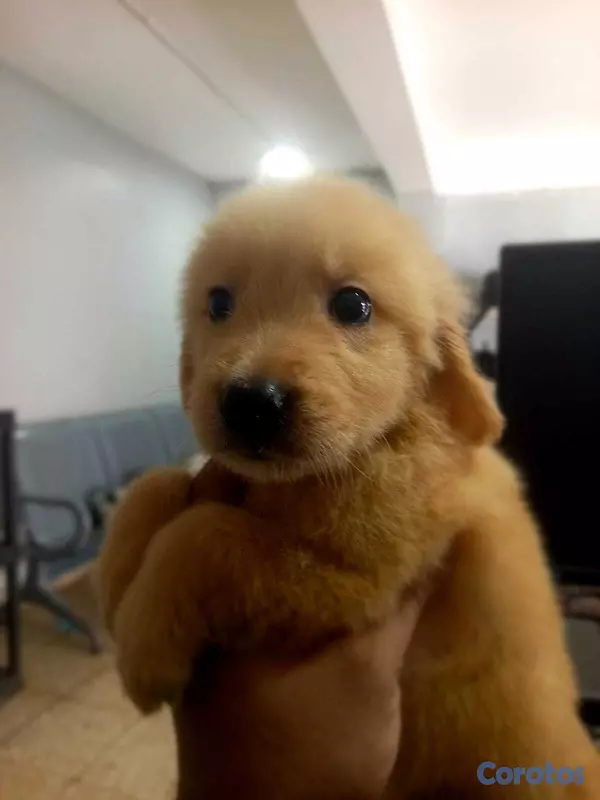 animales y mascotas - Golden Retriver hembras y machos 1