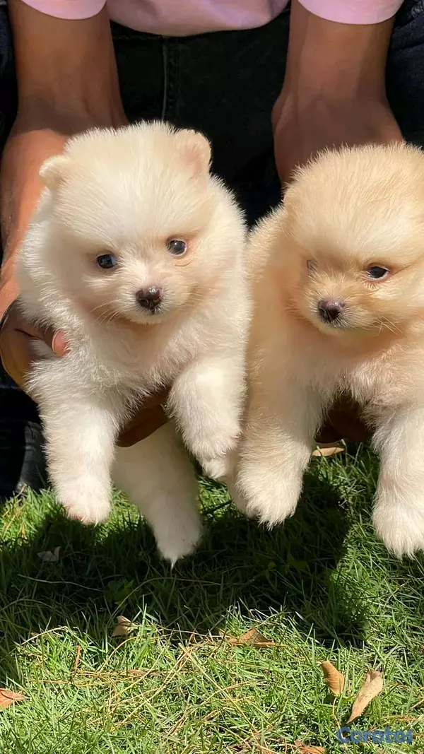 animales y mascotas - hermosos cachorritos pomerania mini 5