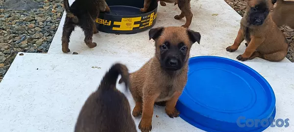 animales y mascotas - Pastor Belga Malinois 4