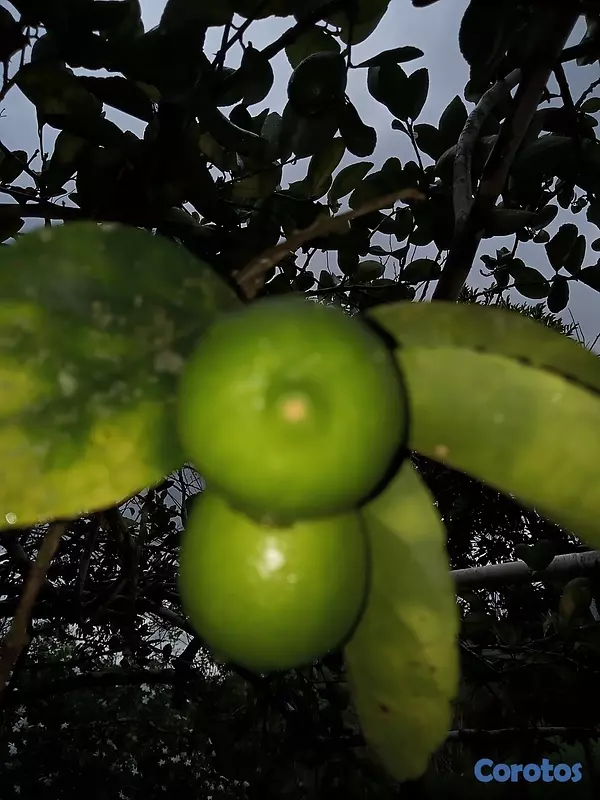 solares y terrenos - Finquita Ganadera en hatillo Monte Plata a Diez Mi 4