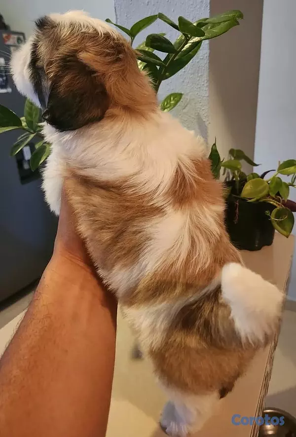 animales y mascotas - Shih tzu ambos sexos 5