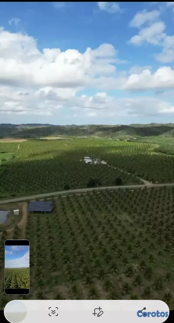 solares y terrenos - Finca de Cocos Enanos en Monte Cristi 2