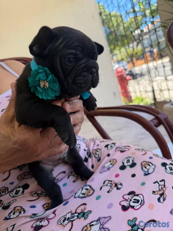 animales y mascotas - Se vende Bulldog Francés  2