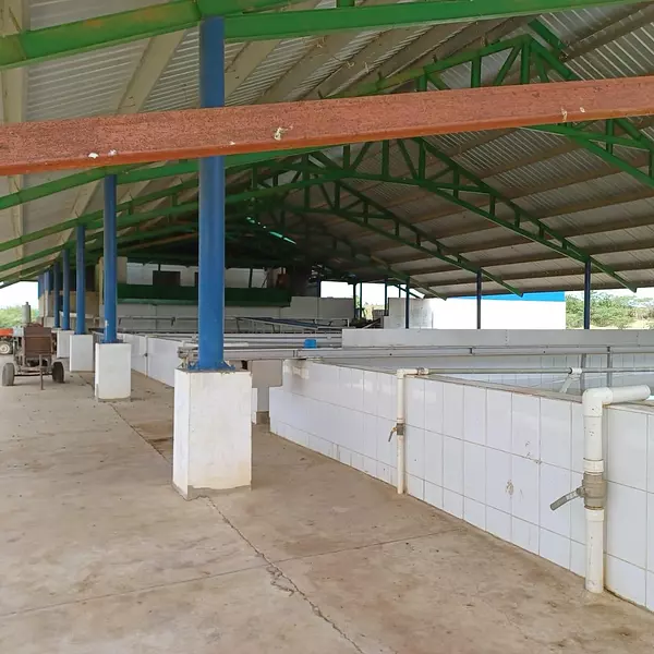 solares y terrenos - Finca 7,000 tareas Mao
 5