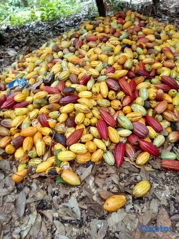 solares y terrenos - Finca de 4075 tareas en Cibao de Cacao  8