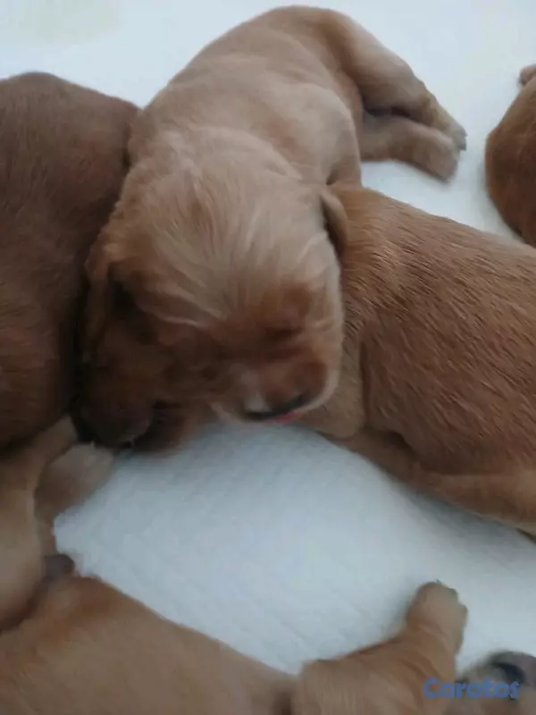 animales y mascotas - Golden Retriever nuevamente están para alegrarte y descubrir el verdadero amor  2