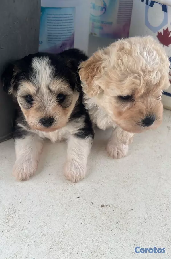 animales y mascotas - maltipoo hembras 4
