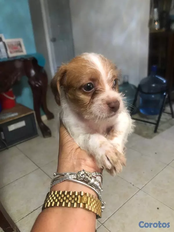animales y mascotas - lindo perrito shipoo 4