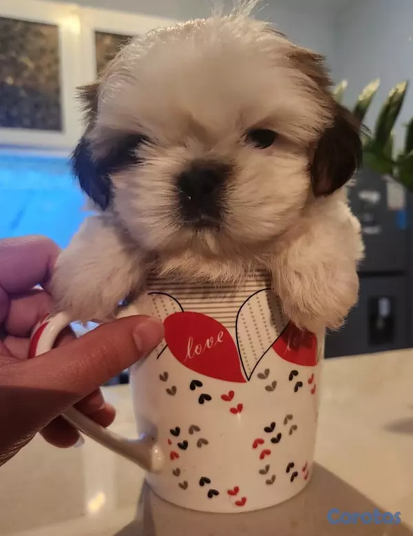 animales y mascotas - Shih tzu ambos sexos 6