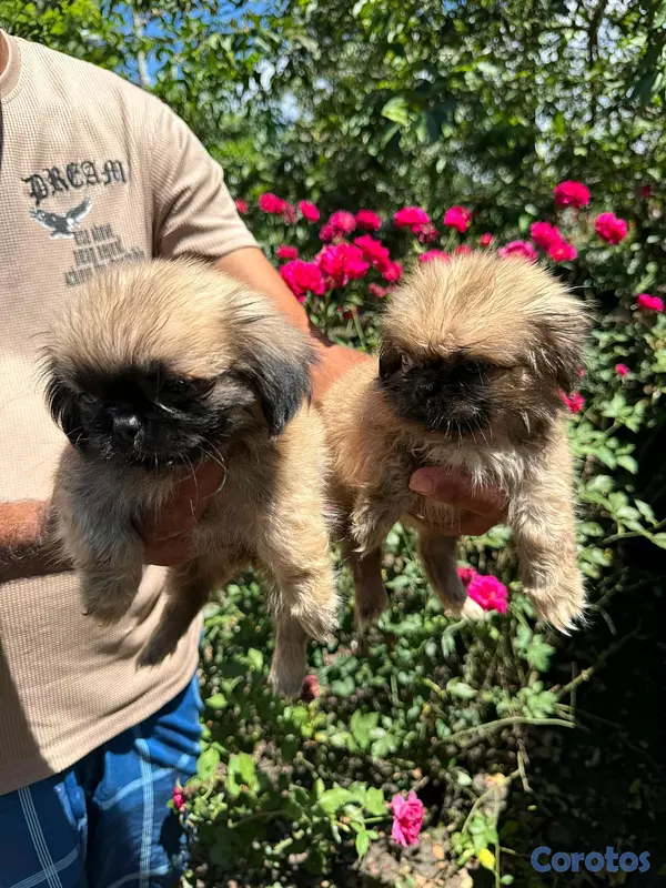 animales y mascotas - hermosos cachorritos pekines toy 4