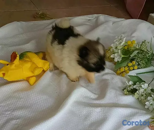 animales y mascotas - pomerania hembra lista para ir a su nuevo hogar 5