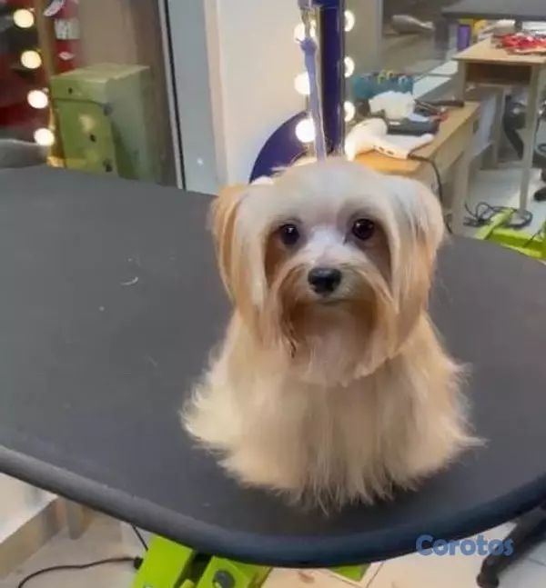 animales y mascotas - Yorkie Mini, Hembra y Machos  4