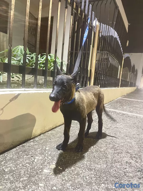 animales y mascotas - Pastor belga malinois  2