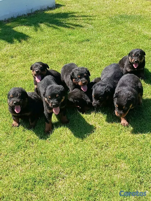 animales y mascotas - hermosos Cachorros de rottwailer de la mejor linea del pais  8