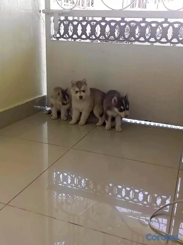 animales y mascotas - husky Siberiano  17