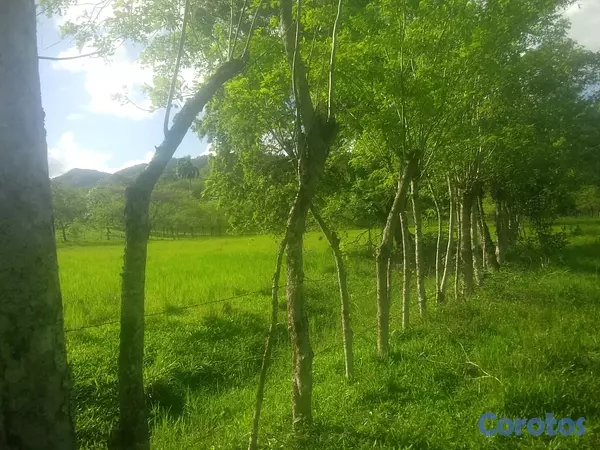 solares y terrenos - finca de 570 tareas en madre vieja sosua  2
