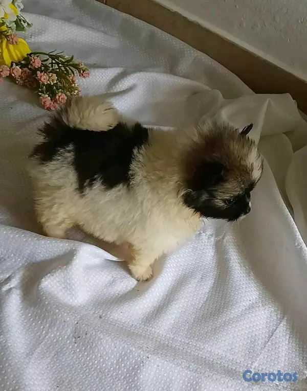 animales y mascotas - pomerania hembra lista para ir a su nuevo hogar 3