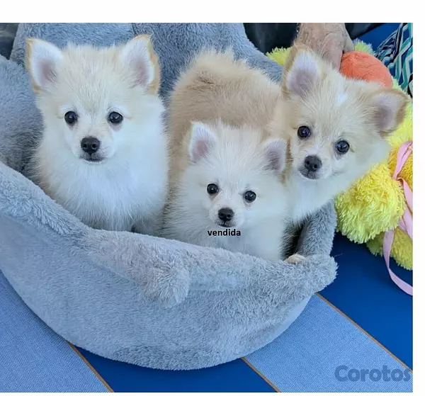 animales y mascotas - Cachorras Pomerania Pomeranian puppies Mar 20 2
