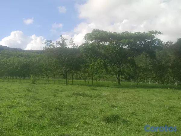 solares y terrenos - finca de 570 tareas en madre vieja sosua  3