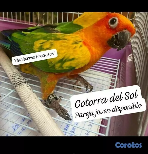 animales y mascotas - Aves Exóticas de todas las razas y Mutaciones.... 6
