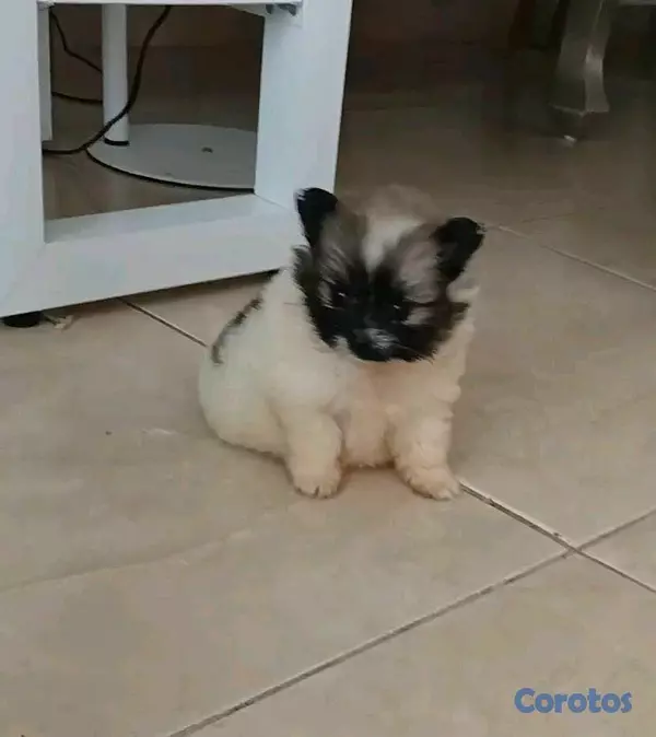animales y mascotas - pomerania hembra lista para ir a su nuevo hogar 4