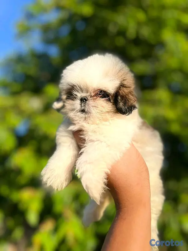 animales y mascotas - hermosa cachorrita shitzu mini  3