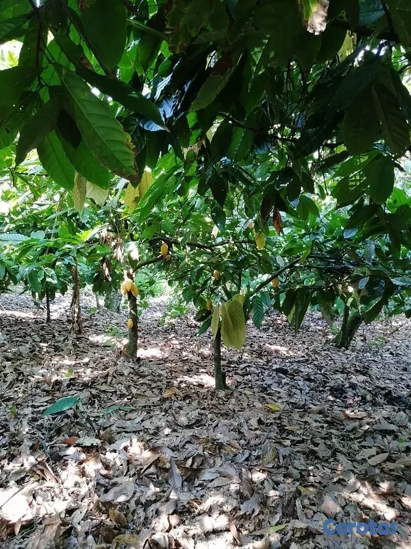 solares y terrenos - Se vende finca de cacao en San Francisco de Macoris con 807 tareas deslindada  4