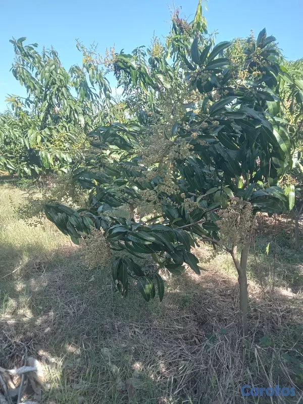 otros inmuebles - Vendo Finca de Mangos en Azúa, República Dominicana  6