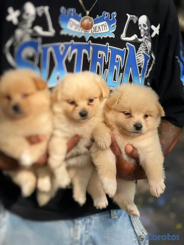 animales y mascotas - hermosos cachorritos mix de pomerania toy 4