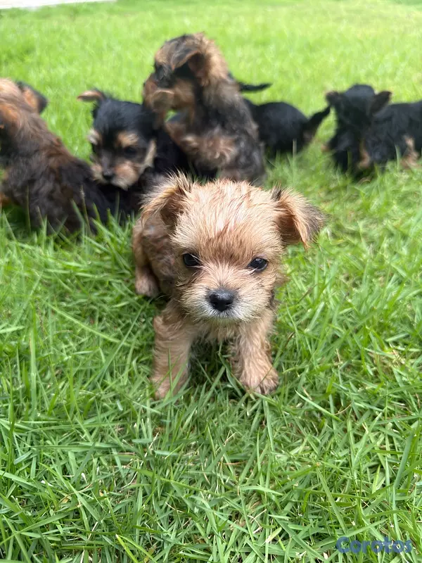 animales y mascotas - Yorkshire terrier linaje ruso  2