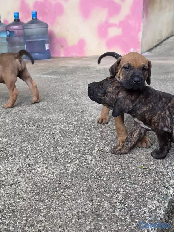 animales y mascotas - Fila brasileño  4