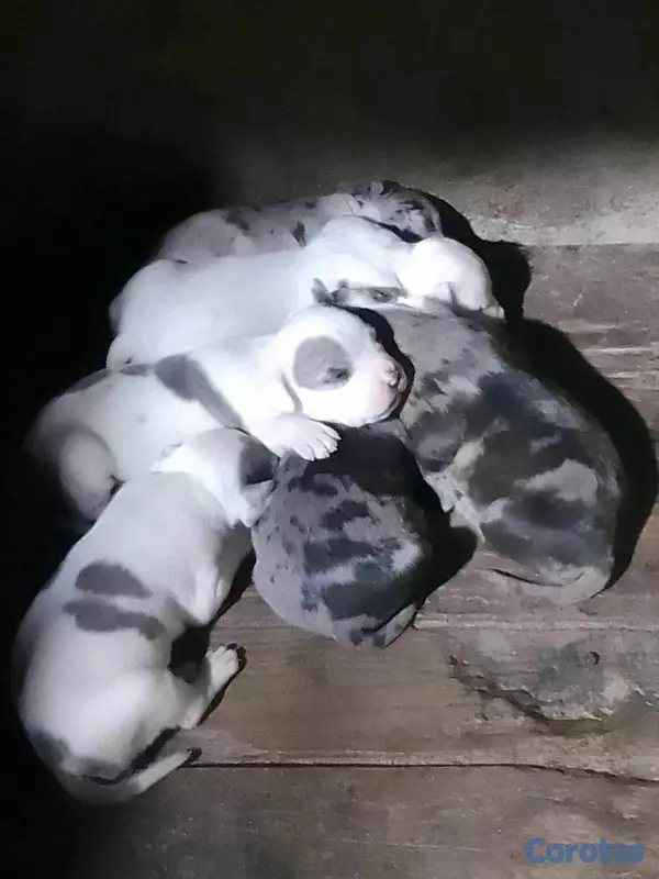 animales y mascotas - pitbully merle  2