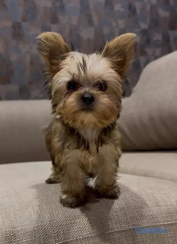 animales y mascotas - Yorkie Mini, Hembra y Machos  3