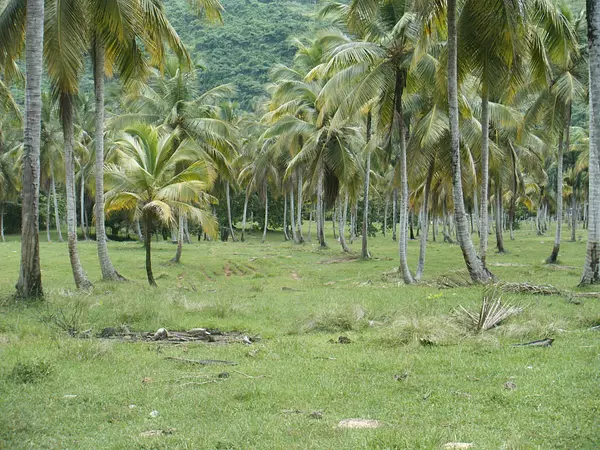 solares y terrenos - Terreno en venta en Samana 3