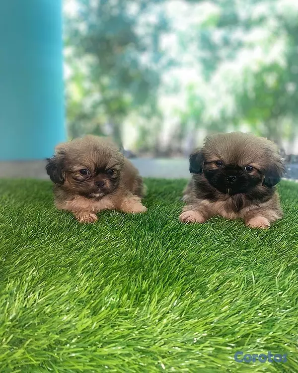 animales y mascotas - pekinés  5