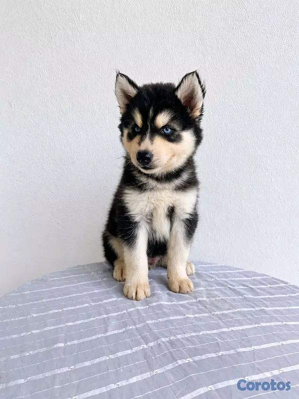 animales y mascotas - hermosos cachorritos husky silverian 2