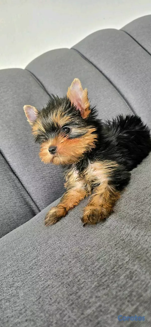 animales y mascotas - hermosos cachorritos de yorshire toy 2