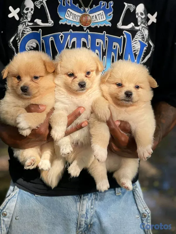 animales y mascotas - hermosos cachorritos mix de pomerania toy 2