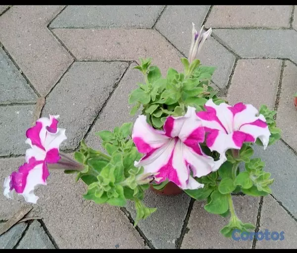 decoración y accesorios - Oferta de Petunias al Por mayor y detalle  3