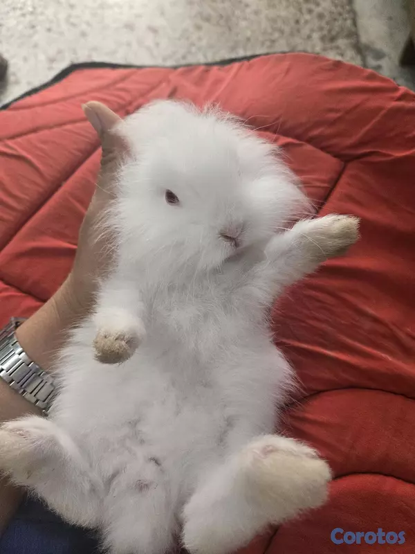 animales y mascotas - conejo cabeza de leon,angora 5